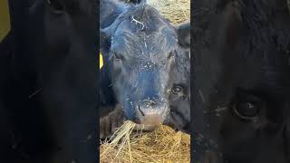 It’s Hay Feeding Time! Peaceful morning on this North Carolina Farm #tractor #farming #cuteanimals