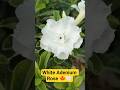 White Adenium Rose 🤍🍁 #adeniumdesertrose #adeniumflowers #desertrose #rose #terracegardenindia