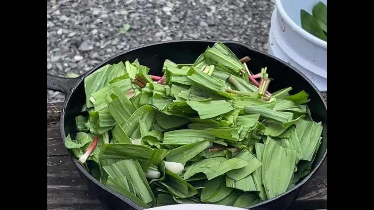 Ramp Digging at Williams River West Virginia YouTube