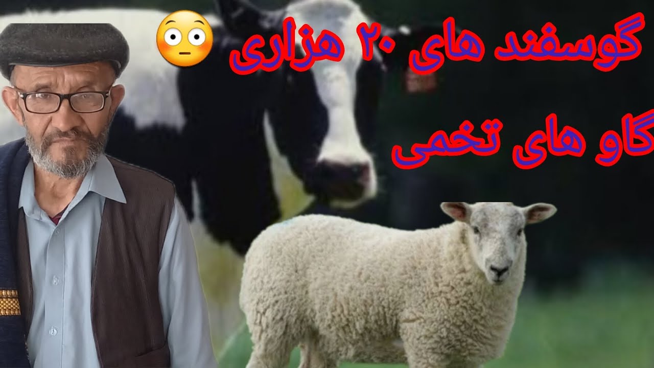 قیمت امروز گوسفند و گاو در بازار افغانستان هرات 🇦🇫