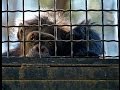 Zoos the life of animals in captivity  an undercover investigation by animal equality