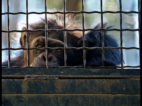 Zoos: the life of animals in captivity | An undercover investigation by  Animal Equality - YouTube