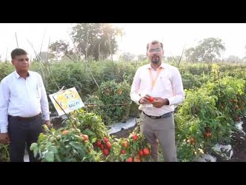 Kalash Seeds Hybrid Tomato Bali