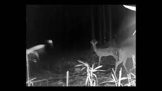 Strange lights caught on forest camera