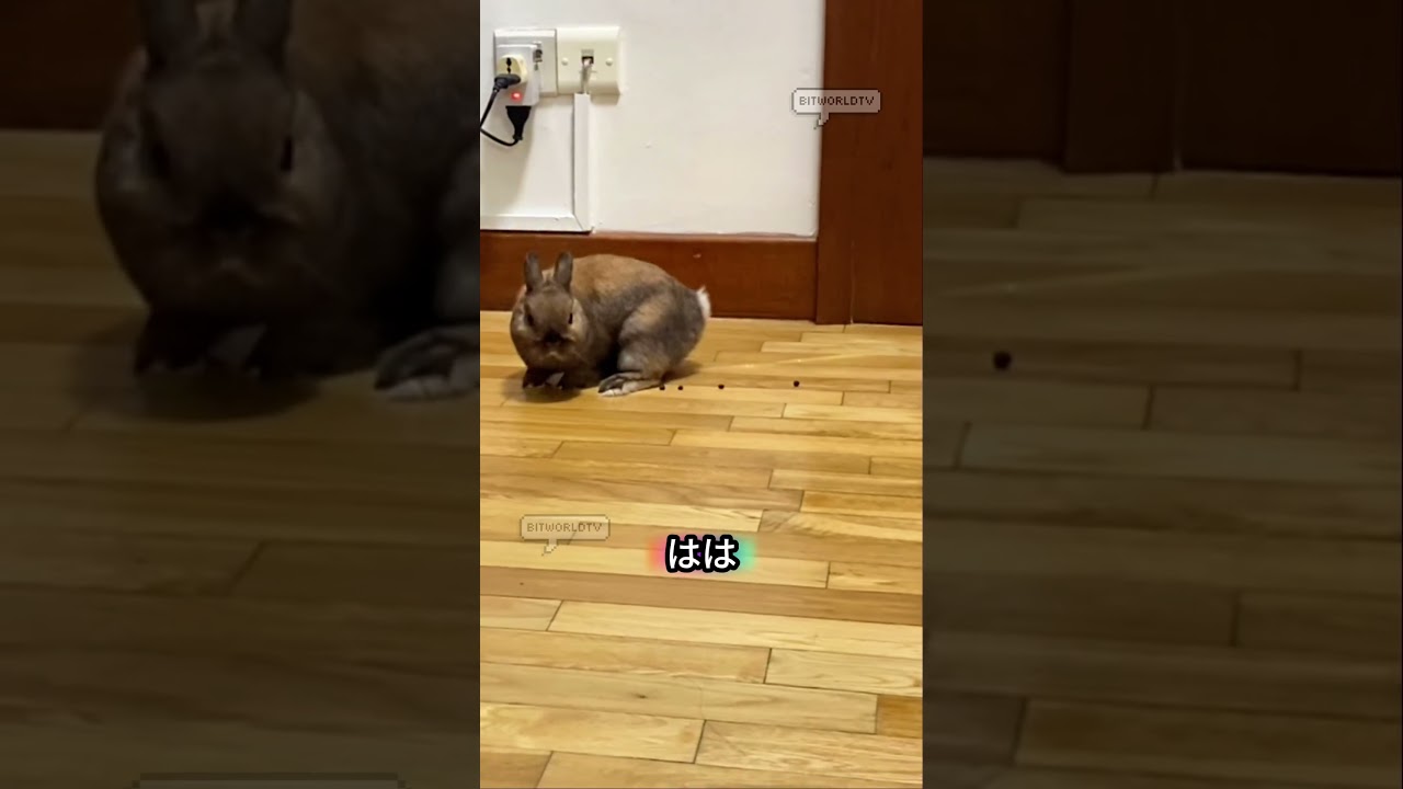 Только владельцы кроликов найдут это милым.