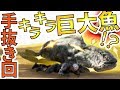 ARK　PS4版＃３６手抜き回　イクチオルニスで狩りをしよう！Yロウのアークサバイバルエボルブド