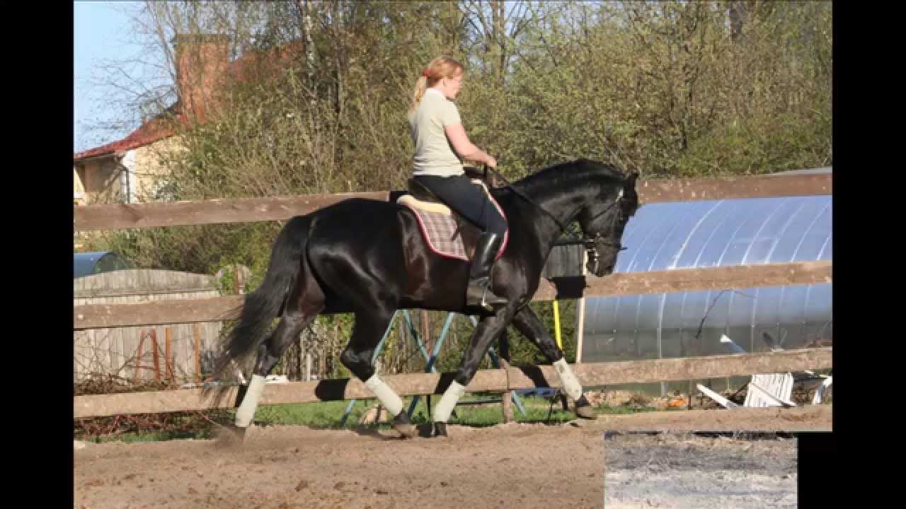 Enisej black trakehner stallion YouTube