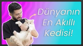 DAHA AKILLISINI GÖRMEDİK!(Uysal Kedi TEO'ya Çip uygulaması)