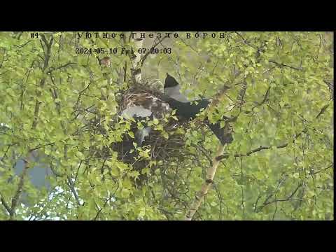 Видео: Уютное гнездо ворон 05.10 🐣 🐣 часть 1