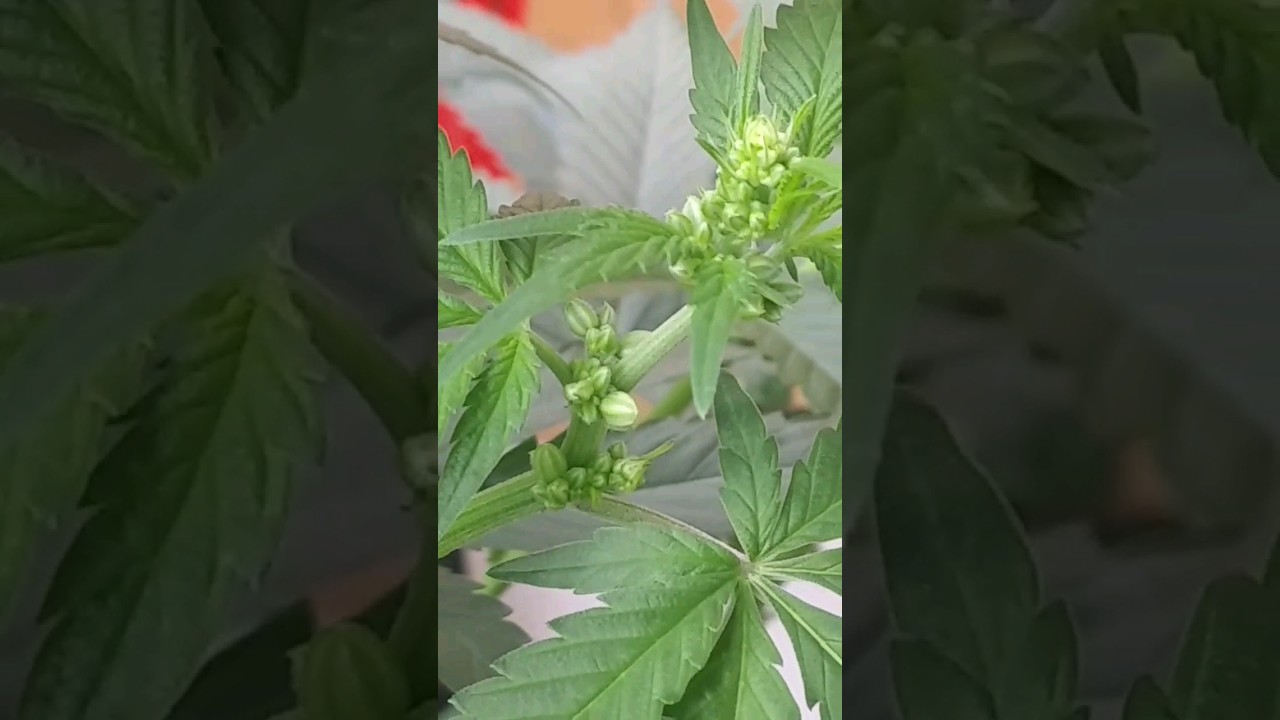 maturing male cannabis plant full of pollen sacks 