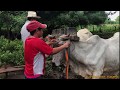 Vamos en carreta con bueyes al Tiangue de Santa Elena.