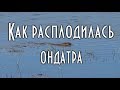 🐾 КАК РАСПЛОДИЛАСЬ ОНДАТРА, расселение ондатры по озерам, съела всё..