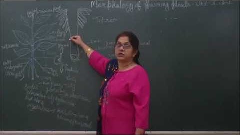 Bio-XI-5-02 Roots and its modification, By Sunanda Ahuja,  Pradeep Kshetrapal channel