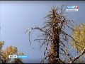 Красноярскую тайгу атакует сибирский шелкопряд