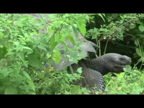 Qalapaqos adalarında yeni tısbağa növü tapılıb