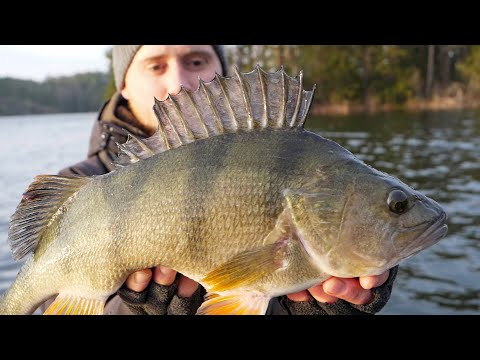 Video: Vinterfiske - Var Och Hur Man Fångar Abborre