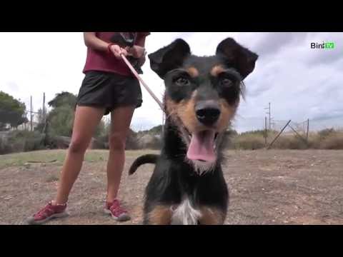 Vídeo: Un Gos Exaculat Prospera Amb Una Nova Família Amorosa