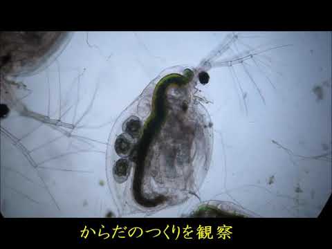 茨城県霞ケ浦環境科学センター ミジンコの観察動画 Youtube