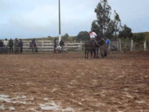 Gineteada Lucas Medina - Rodeio CTG Marco de Ferro...