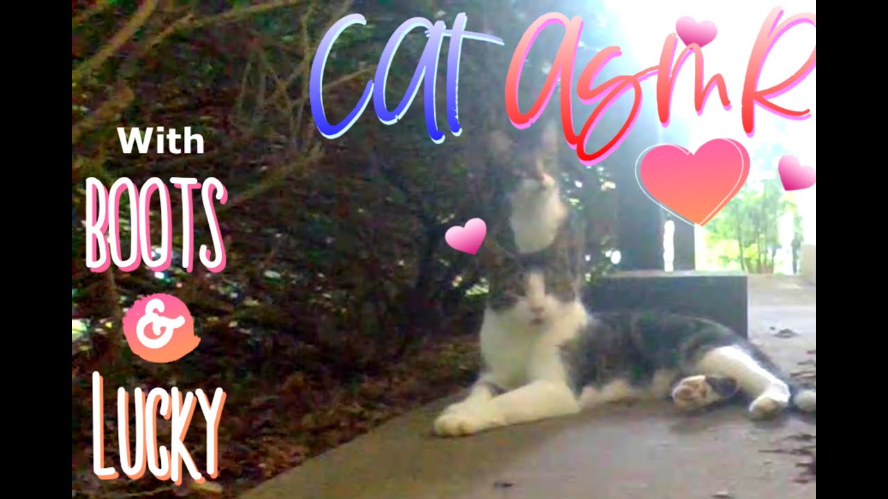 😻 Cat ASMR 😻 with Boots & Lucky 🙂 Ferals 🙂  !!! 