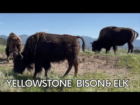 Yellowstone's Bison & Elk: A MUST SEE!