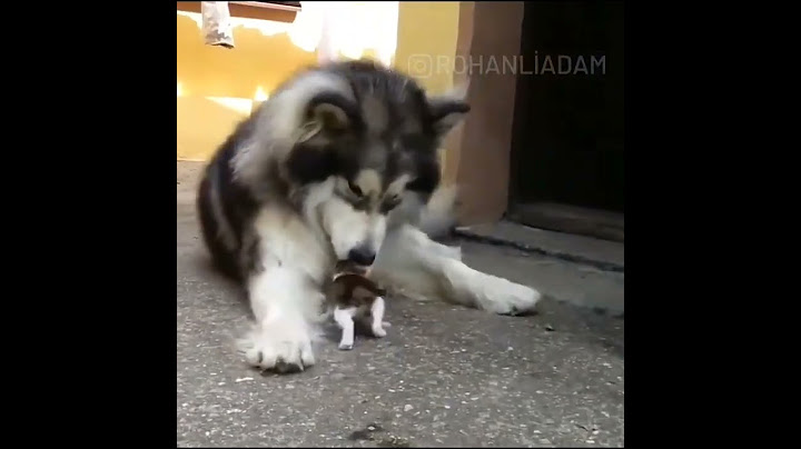 köpekten yardım istiğen yavru kedi 😖😖😖😖