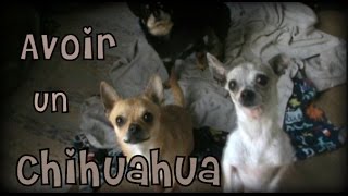 Animaux l Avoir un chihuahua l conseils et infos