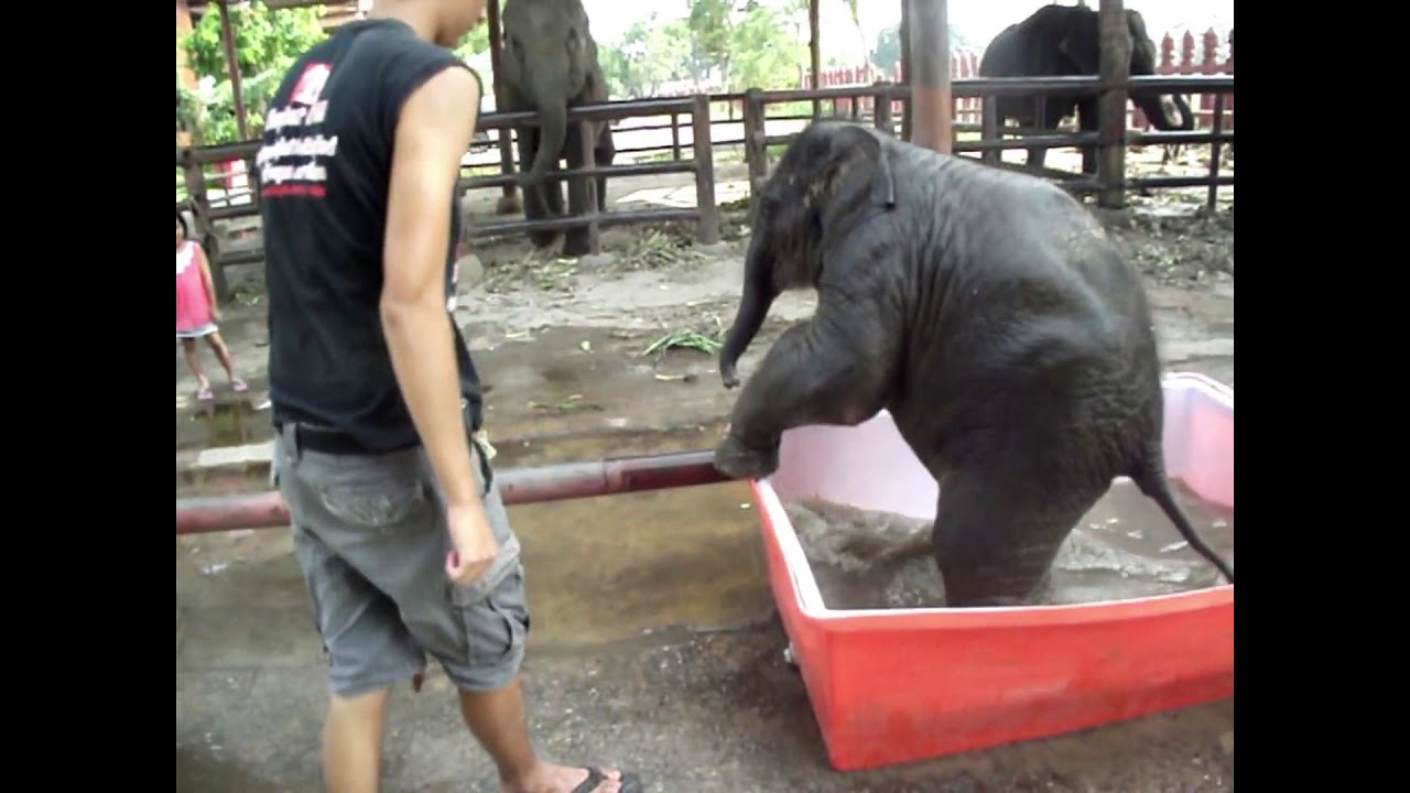 Baby elephant tub time YouTube