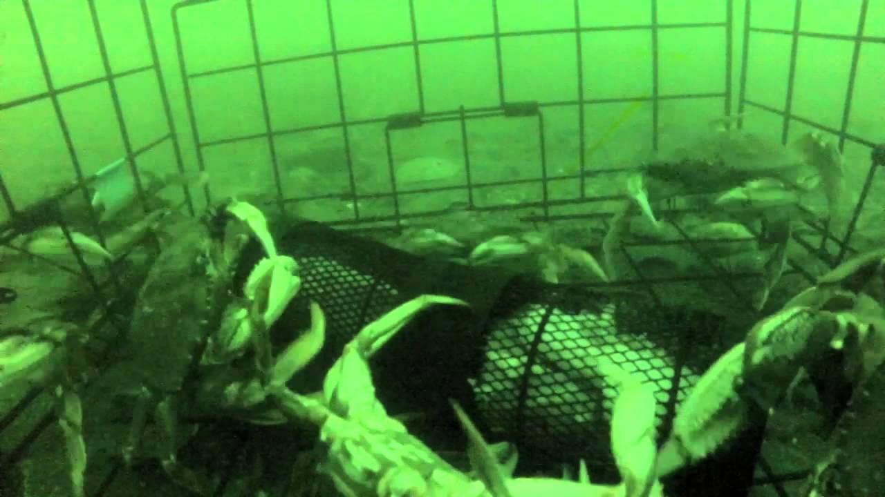 Underwater Crab Trap Footage