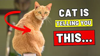 If Your Cat Sits with Their Back to You, They Are Sending You THIS Message
