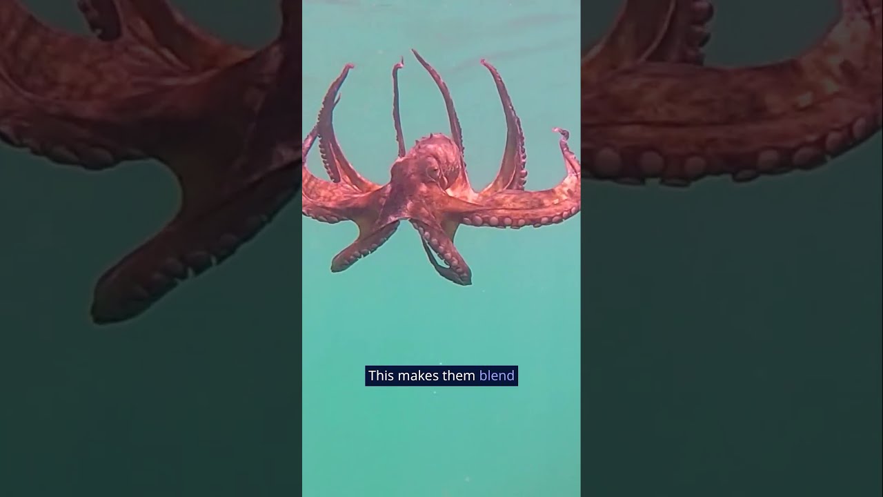Why Can Octopuses Disappear In Plain Sight Octopus Oceanfacts Animalfacts
