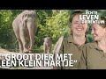 De olifant is het favoriete dier van Jedida en Marleen | HET ECHTE LEVEN IN DE DIERENTUIN van #6