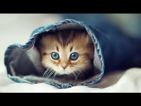 Video: „Fondness For Gards“gali Padėti Katėms Tapti Naminiais Gyvūnais