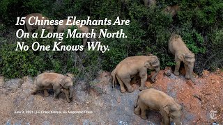 Mirinda vojaĝo de elefantoj