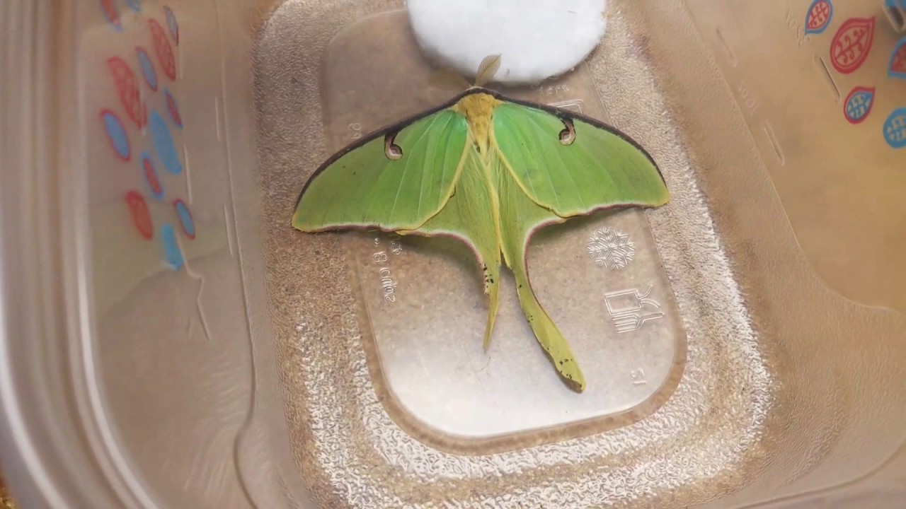 Luna Moth! - YouTube