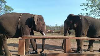 Dubare eliphant camp... Funny fight tuskers