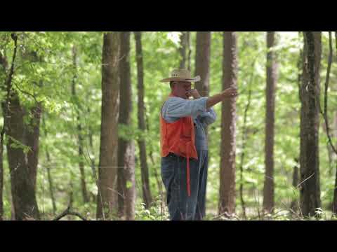 Videó: Mi az a bazális hajtás – A fák bazális növekedésének megértése