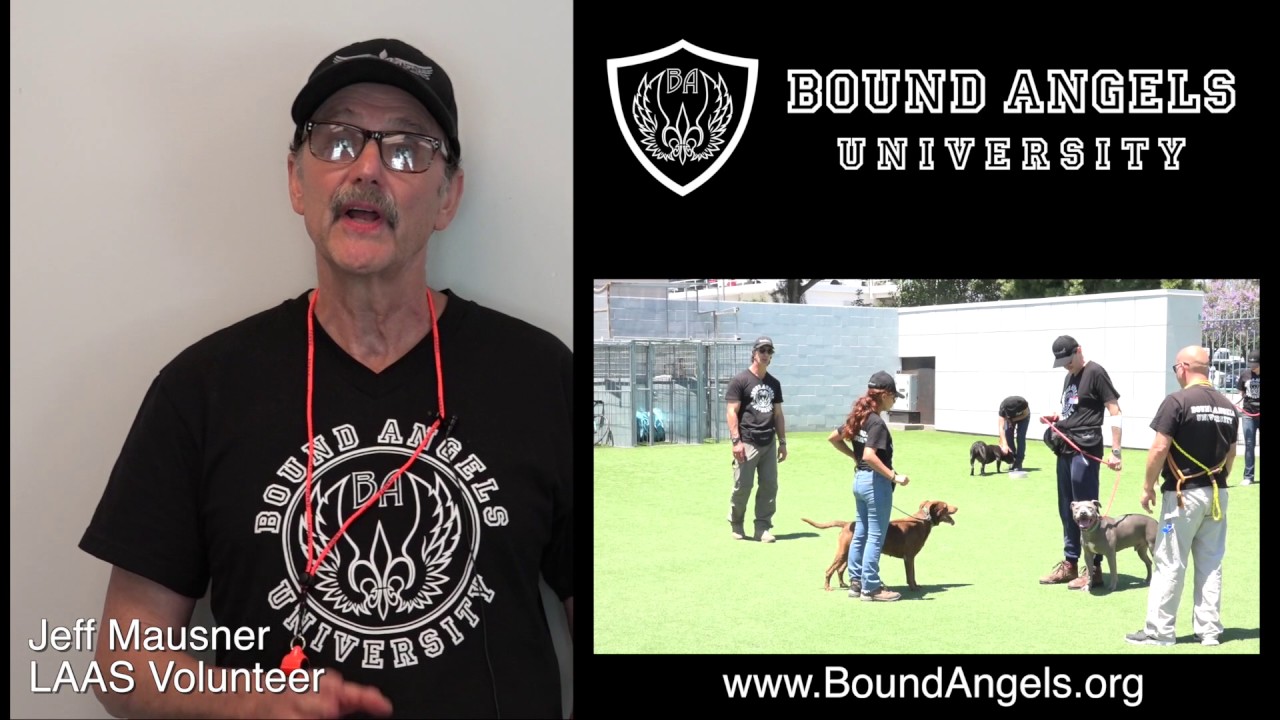 rescue dogs rock nyc Jeff Mausner Testimonial Bound Angels University