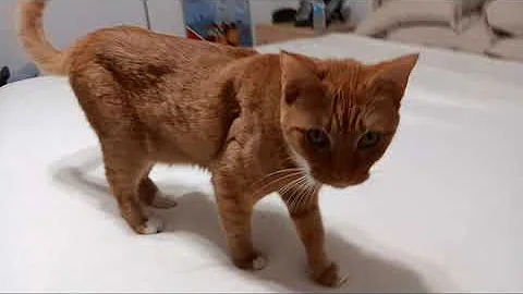 Watch the video about Cat Sitting Pumpkin, A Red Tabby With A Siamese Personality - October 2023