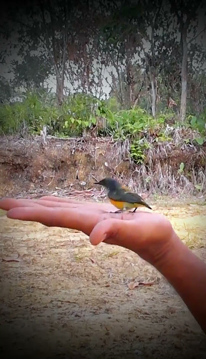 Burung Kemade burung Cit Keres burung Bunga Api Cabe Cabean avatar apa nama burung ini di tempatmu
