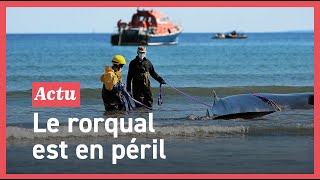 ???? Urgent : Abandon du remorquage de la baleine échouée à Ploéven