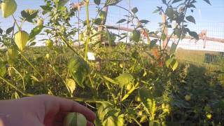 Growing Tomatillos