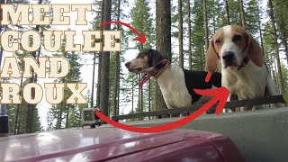 Early Season Bobcat Hunting in Oregon | Hound Hunting Vlog 2023