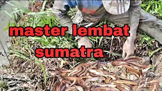 MENGURAS IKAN LANJUTAN BERBURU LEMBAT LIAR  SUMATRA