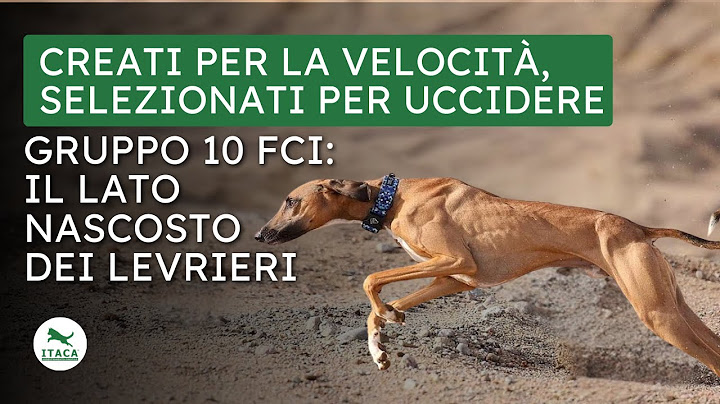 I levrieri non sono per tutti. Ecco cosa devi sapere prima di sceglierli