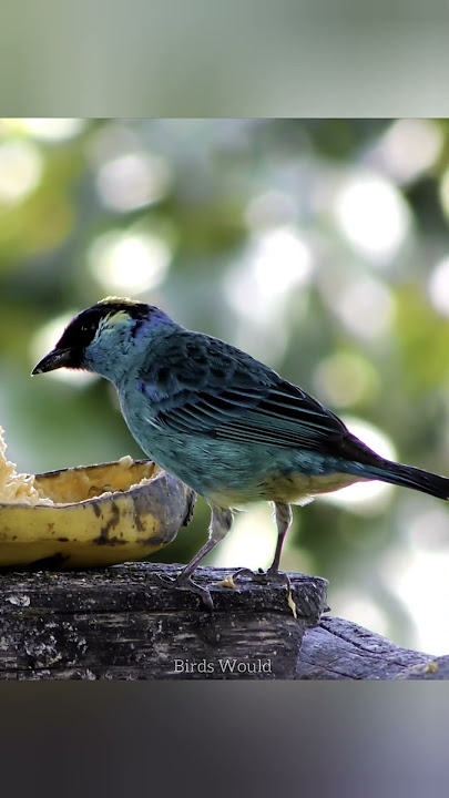 Golden-naped tanager #birds #shorts