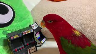 Red birb destroying then licking the screen