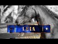 2023 - Big Sexy Stable - Leia - Friesian cross filly