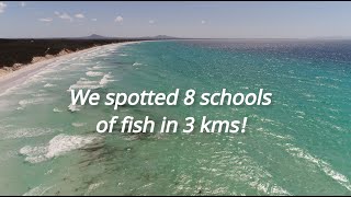 8 schools of salmon and herring in 3kms!