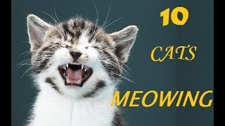 10 CATS MEOWING | Make your Cat  Go Crazy! by Lajeko Pet's 317,394 views 6 years ago 2 minutes, 32 seconds